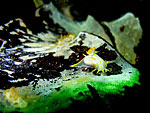 Polycera