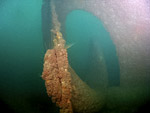 Le safran et l'hlice